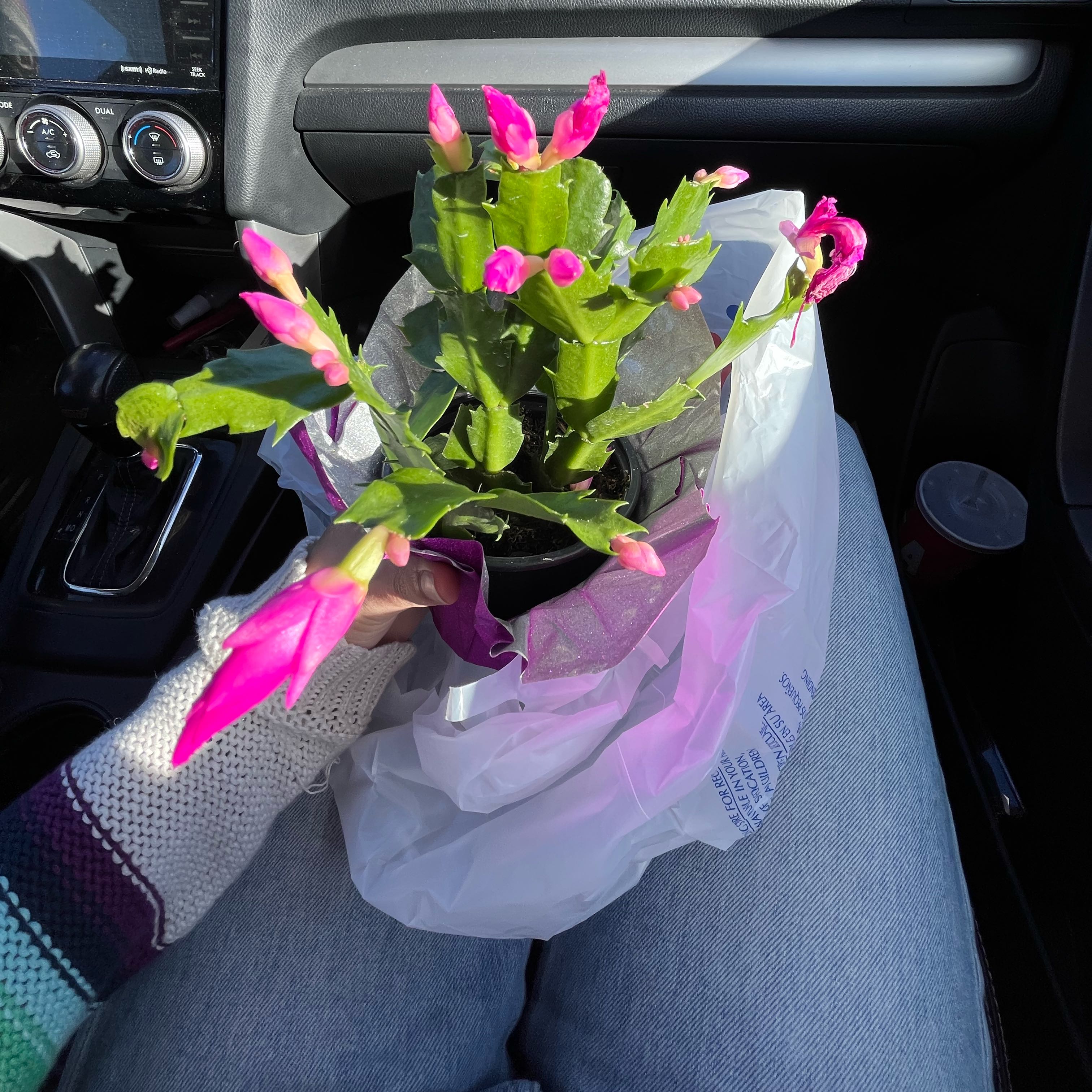 Photo of the plant species Thanksgiving Cactus by @GuruBulrush16 named bieber on Greg, the plant care app