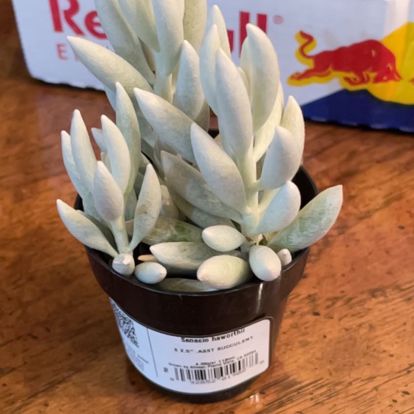 Photo of the plant species Cocoon Plant by @PiousZebrina12 named Darwin on Greg, the plant care app