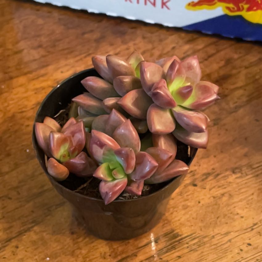 Photo of the plant species Graptosedum 'Vera Higgins' by @PiousZebrina12 named Prince on Greg, the plant care app