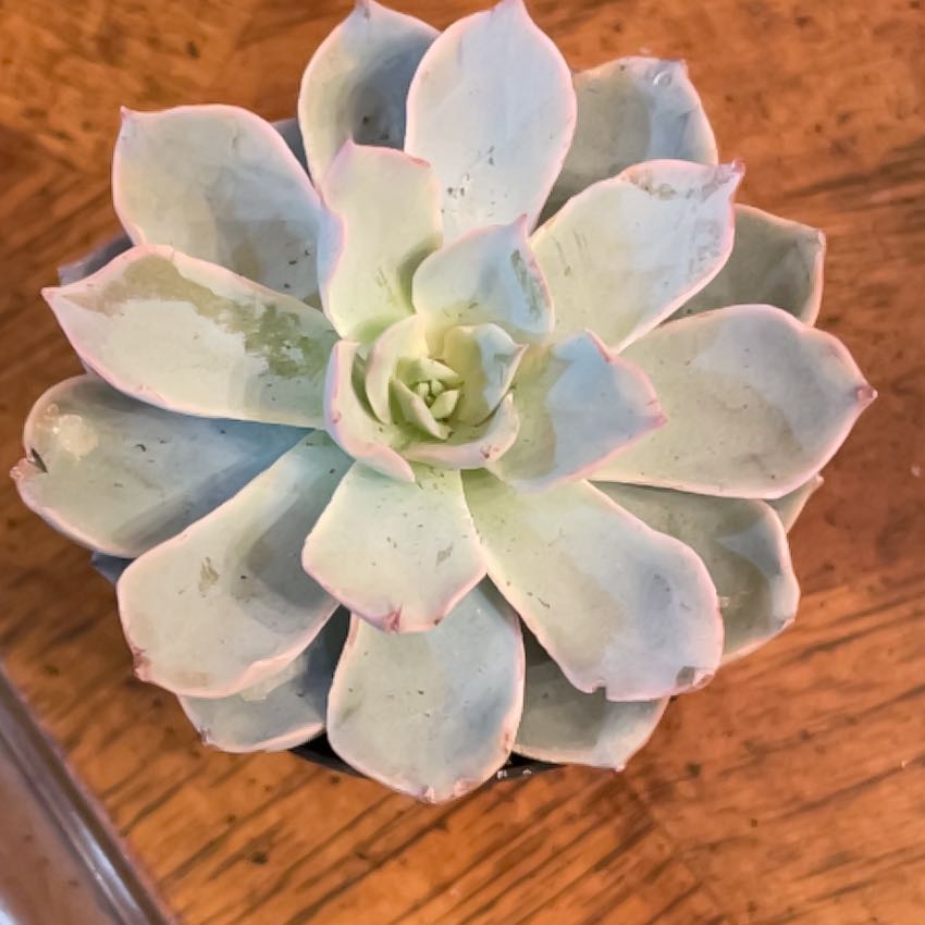 Photo of the plant species Echeveria Subsessilis by @PiousZebrina12 named Baesil on Greg, the plant care app