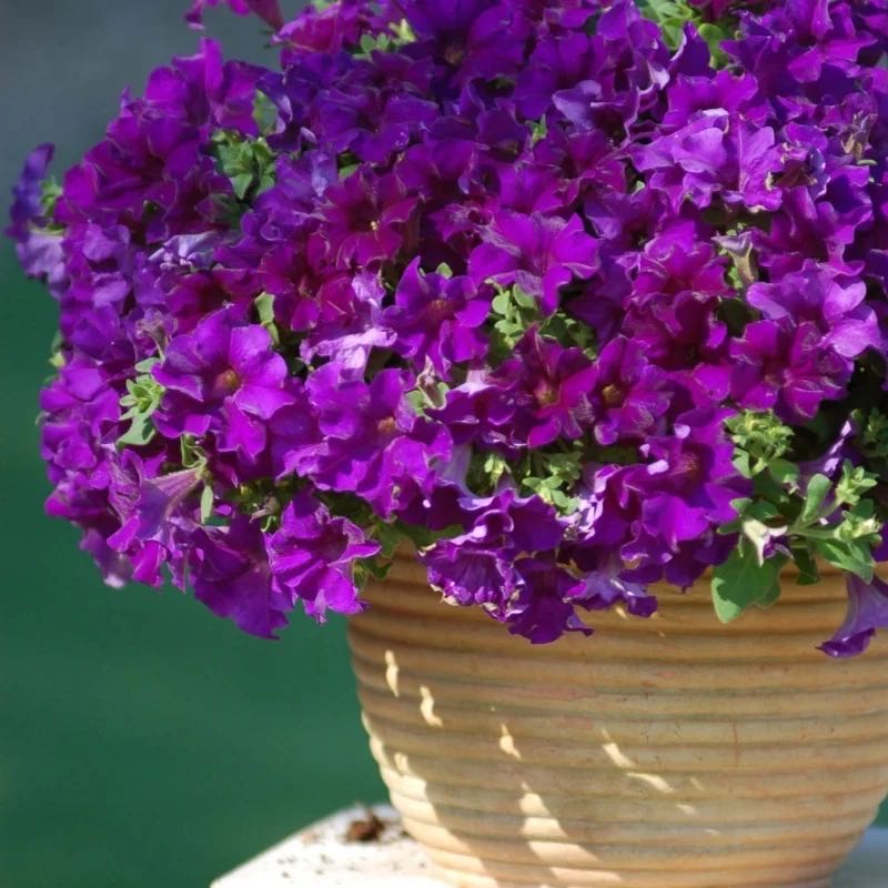 Photo of the plant species Trailing Petunia by @PiousZebrina12 named Duke on Greg, the plant care app