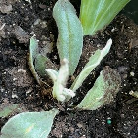 Photo of the plant species Rose Campion by @SoulmateFlax48 named Leaf Erickson on Greg, the plant care app