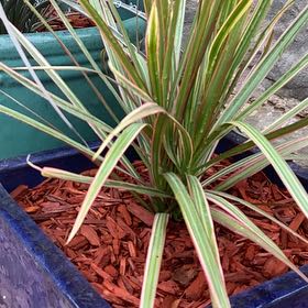 Photo of the plant species Tasman Flax-Lily by @AspiringChia56 named Girlfrond on Greg, the plant care app