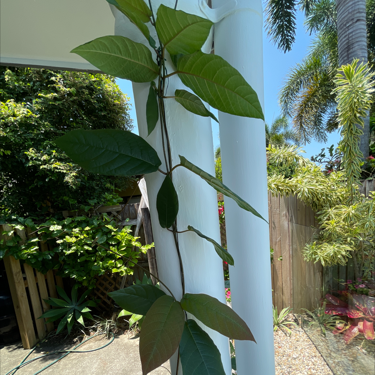 Plant care for Chonemorpha eriostylis on Greg, the plant care app