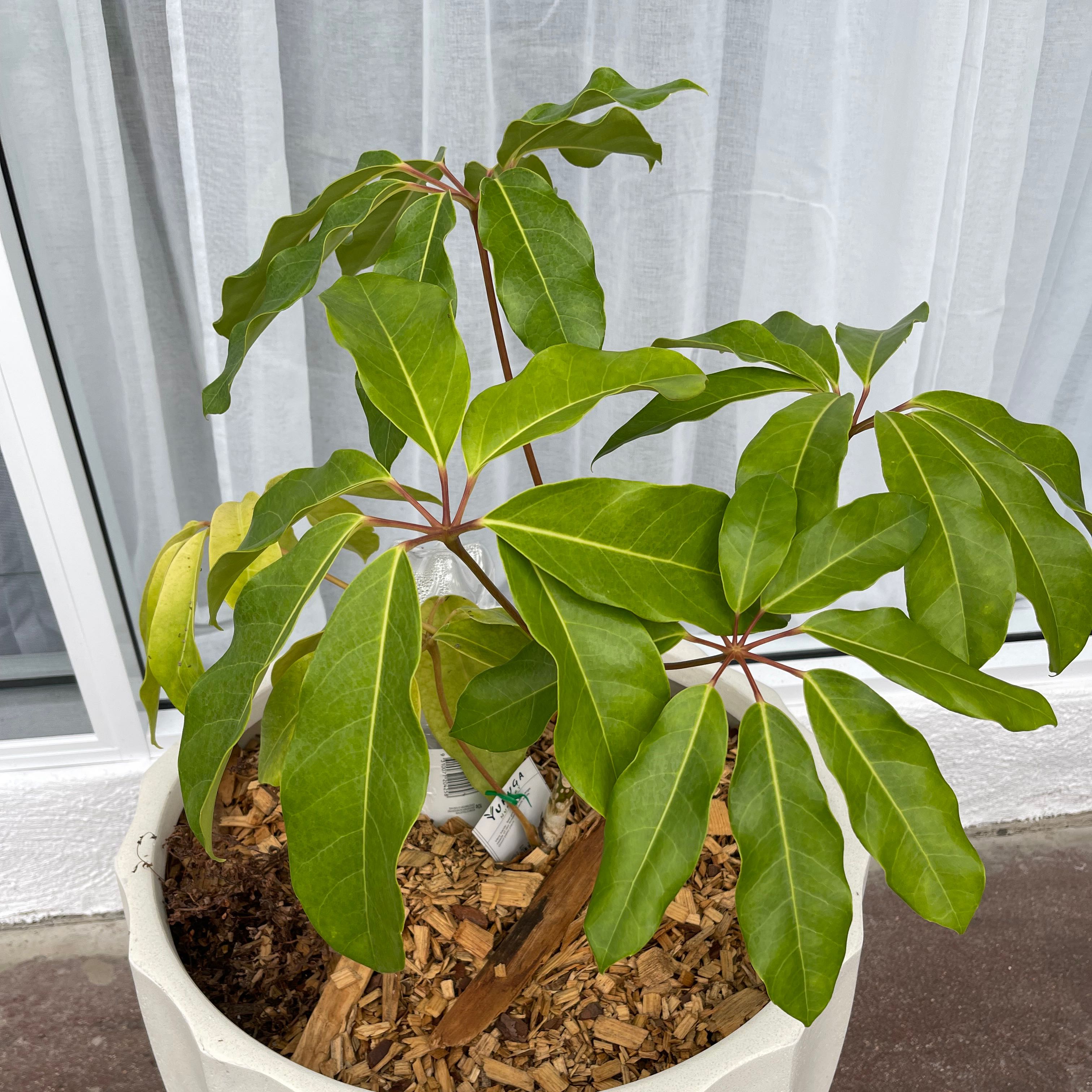 Potted Octopus Tree with broad green leaves and red stems near a window.