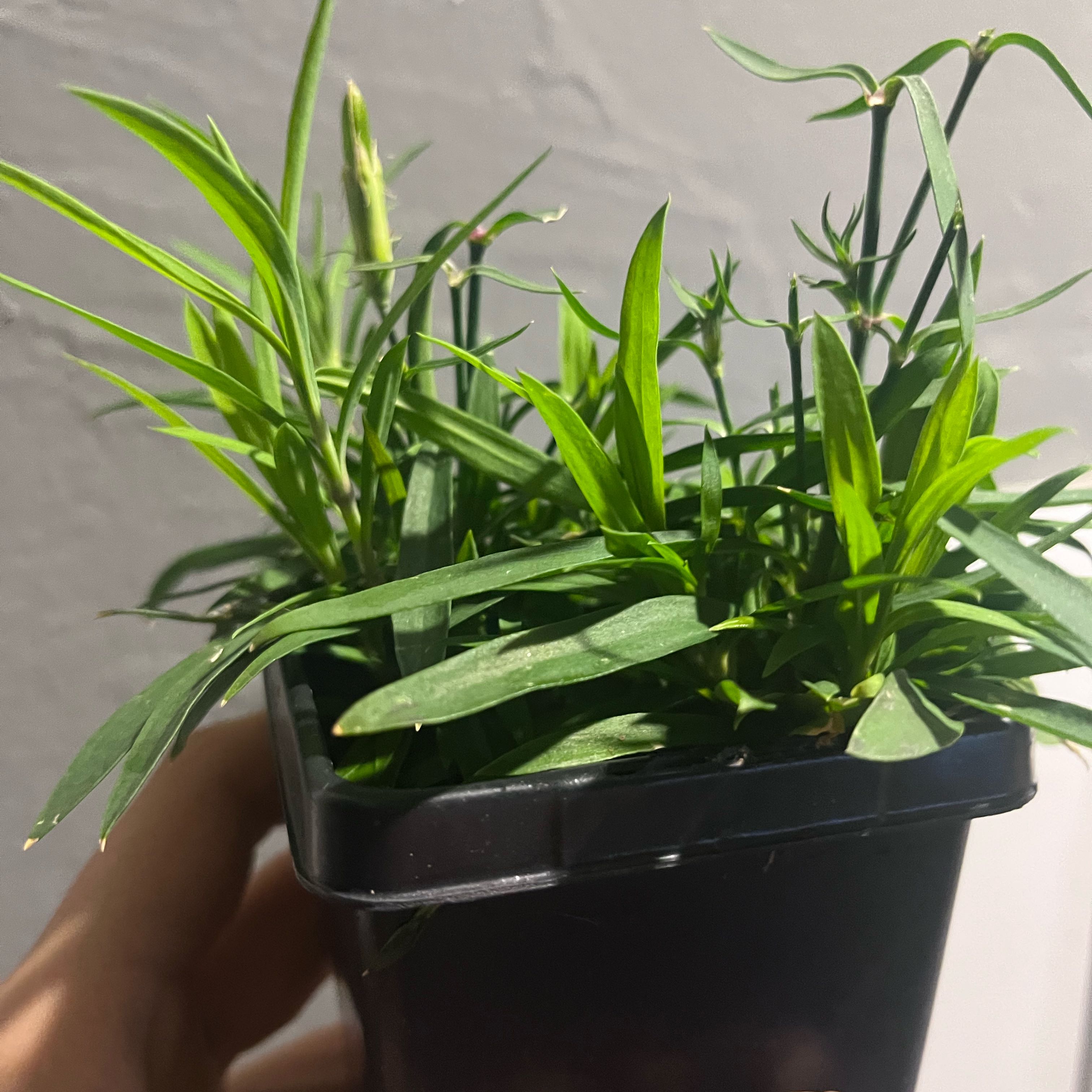 Photo of the plant species Dianthus by @TopPansy65 named Denali on Greg, the plant care app