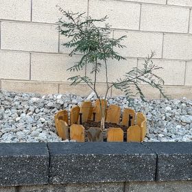 Photo of the plant species Little John Dwarf Bottlebrush by @LadyJavafern12 named Harper on Greg, the plant care app