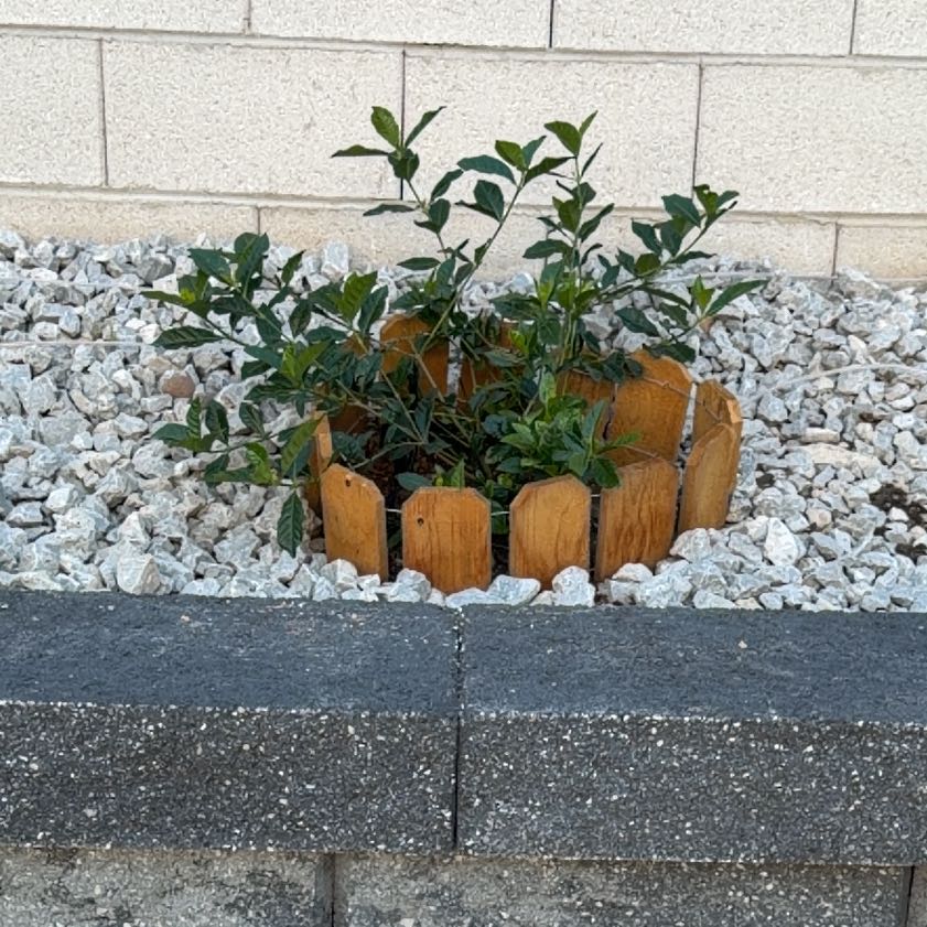 Photo of the plant species Magnolia by @LadyJavafern12 named Navajo on Greg, the plant care app
