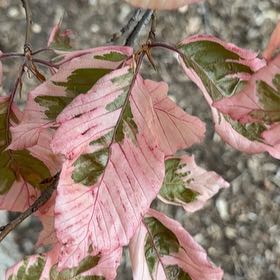 Photo of the plant species Dwarf Beech by @ConvivialDill95 named McKinley on Greg, the plant care app