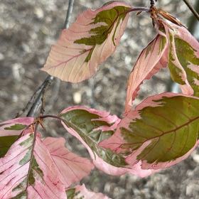 Photo of the plant species Dwarf Beech by @ConvivialDill95 named Beckham on Greg, the plant care app