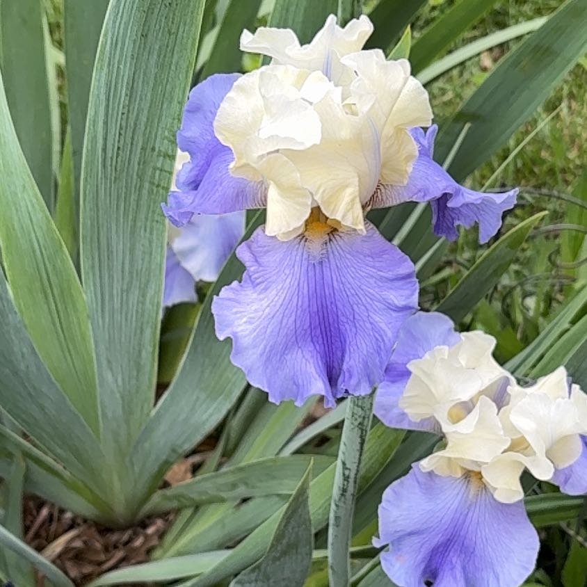 Photo of the plant species Dalmatian Iris by @ConvivialDill95 named Marilyn on Greg, the plant care app