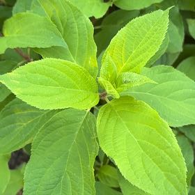 Photo of the plant species Panicle Hydrangea by @ConvivialDill95 named Orlando Bloom on Greg, the plant care app