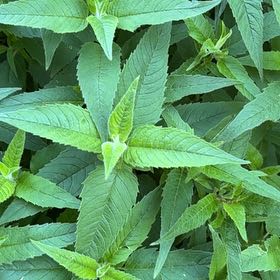 Photo of the plant species Scarlet Beebalm by @ConvivialDill95 named Scarlett on Greg, the plant care app