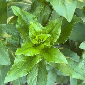 Photo of the plant species Maltese Cross by @ConvivialDill95 named Kesha on Greg, the plant care app