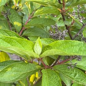 Photo of the plant species Red-Barked Dogwood by @ConvivialDill95 named Captain Plant-it on Greg, the plant care app
