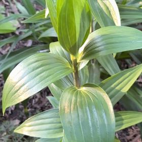 Photo of the plant species Martagon Lily by @ConvivialDill95 named Robert Plant on Greg, the plant care app