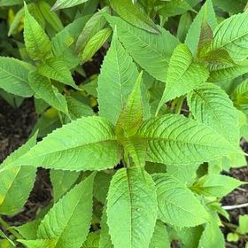 Photo of the plant species Scarlet Beebalm by @ConvivialDill95 named Planty on Greg, the plant care app