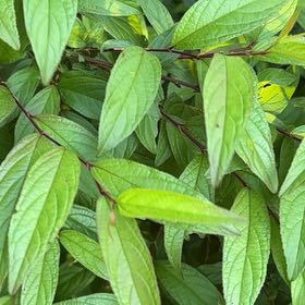 Photo of the plant species Japanese Meadowsweet by @ConvivialDill95 named Aristotle on Greg, the plant care app