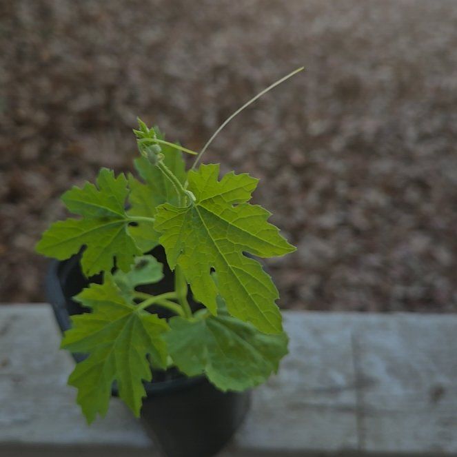Photo of the plant species Bitter Squash by @BusyTwister73 named Remington on Greg, the plant care app