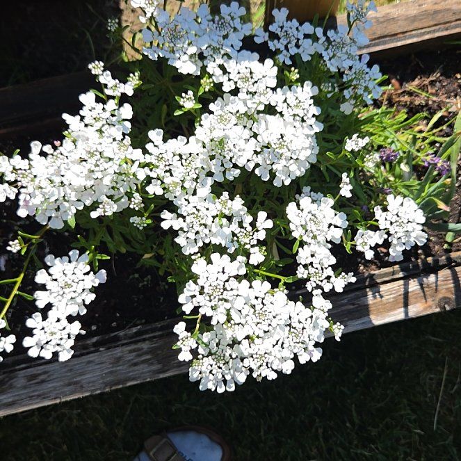 Photo of the plant species Evergreen Candytuft by @TruthfulCosmo17 named Aristotle on Greg, the plant care app