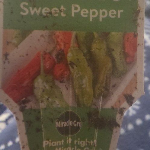 Photo of the plant species Sweet Pepper 'Shishito' by @FocusedCapemay7 named Shishito on Greg, the plant care app