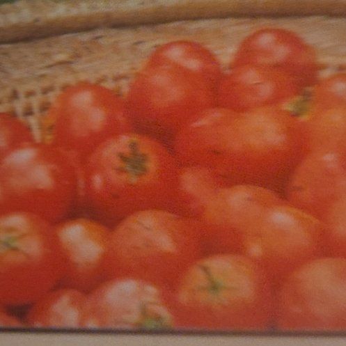 Photo of the plant species Husky Red Cherry Tomato by @FocusedCapemay7 named Dolores on Greg, the plant care app