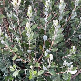 Photo of the plant species Pineapple Guava by @QueenTimeout69 named Xena on Greg, the plant care app