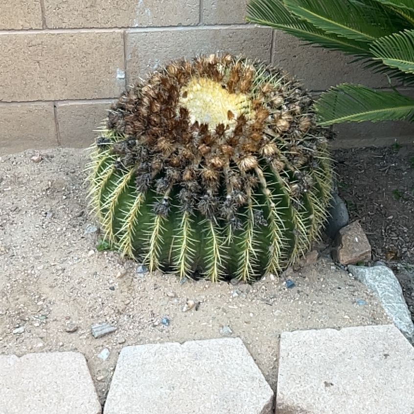 Photo of the plant species Coast Barrel Cactus by @QueenTimeout69 named Queen on Greg, the plant care app