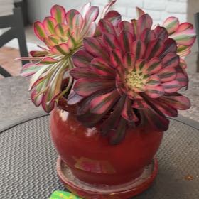 Photo of the plant species Aeonium 'Carnival' by @SuaveCanna17 named Orlando Bloom on Greg, the plant care app