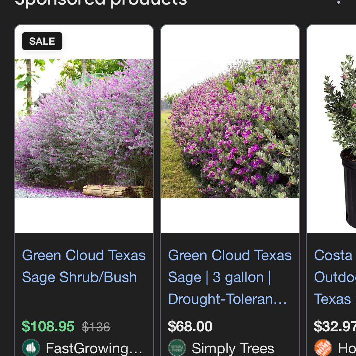Photo of the plant species Green Cloud Texas Sage by @SterlingRye75 named LiloStitch on Greg, the plant care app