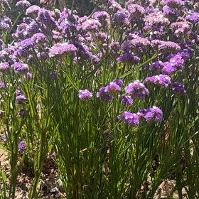 Photo of the plant species Wavyleaf Sea Lavender by @HopefulPawpaw75 named Orlando Bloom on Greg, the plant care app