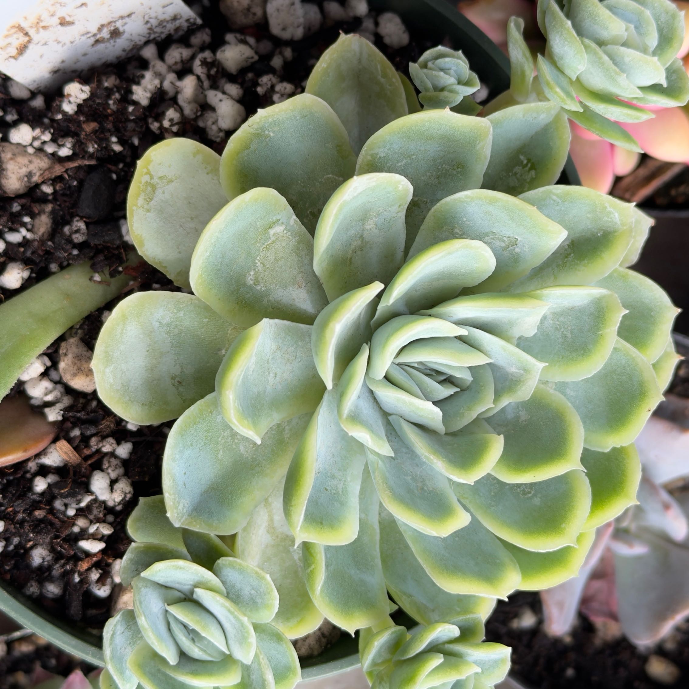 Photo of the plant species Mexican Snowball Echeveria by @YiftLipandra86 named Pax on Greg, the plant care app