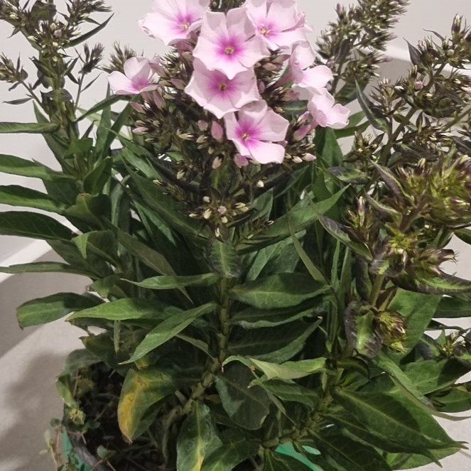 Photo of the plant species Garden Phlox by @AngelPalepuma54 named Bonita rosita on Greg, the plant care app