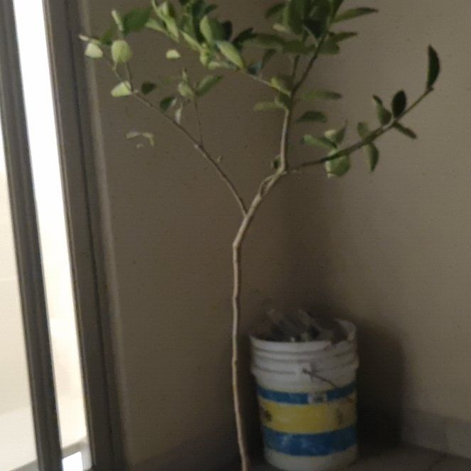 Photo of the plant species Bearss Lime by @AngelPalepuma54 named Il limoncino on Greg, the plant care app