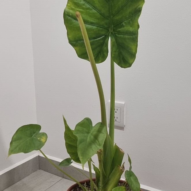 Photo of the plant species Elephant Ear by @AngelPalepuma54 named Hoja elegante on Greg, the plant care app