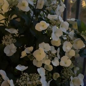 Photo of the plant species Japanese Snowball by @StackedSalsa5 named Morgan Treeman on Greg, the plant care app