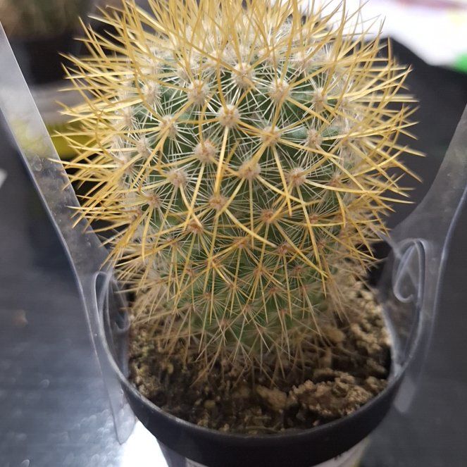 Photo of the plant species Lemon Ball by @FavoredEncina68 named Spiky Jr. on Greg, the plant care app