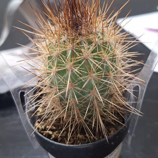 Photo of the plant species Pilosocereus baumii by @FavoredEncina68 named Spiky on Greg, the plant care app