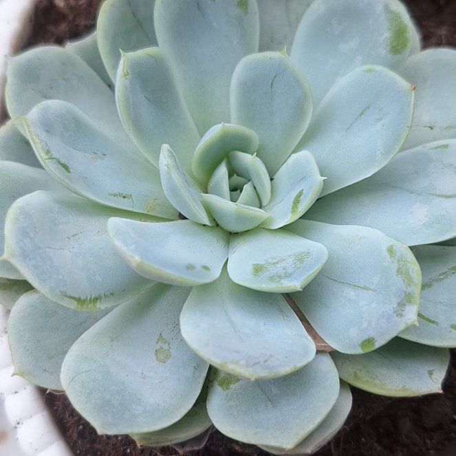 Photo of the plant species Echeveria by @FavoredEncina68 named Gregarious on Greg, the plant care app