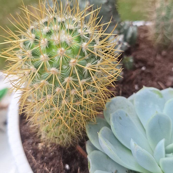 Photo of the plant species Mammillaria pringlei by @FavoredEncina68 named Curie on Greg, the plant care app