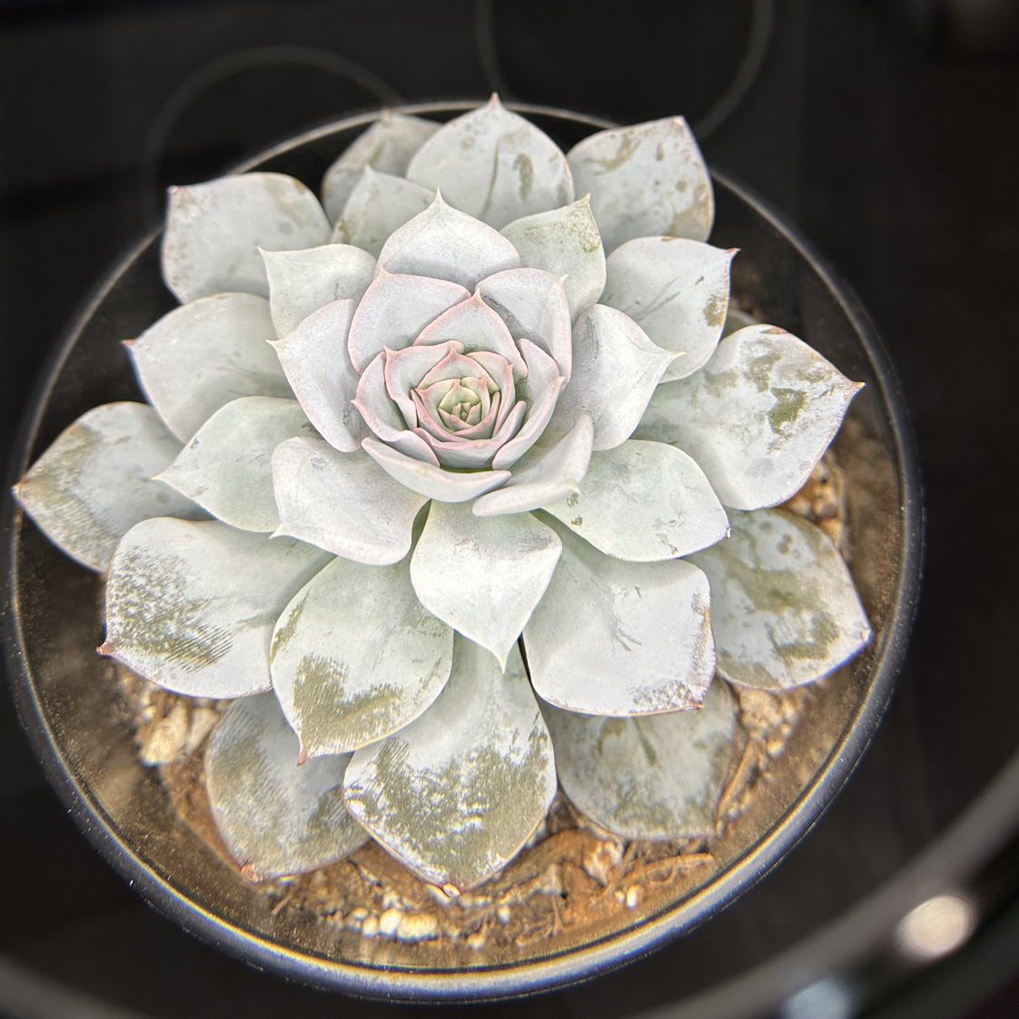 Photo of the plant species Canadian by @GaietyBorage43 named Harper on Greg, the plant care app