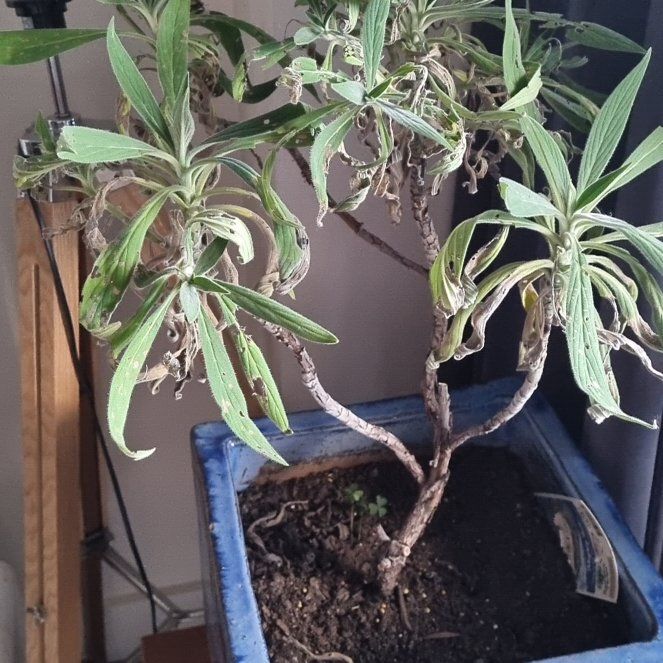 Photo of the plant species Pride of Madeira by @KeySquash6 named Muhammad Ali on Greg, the plant care app
