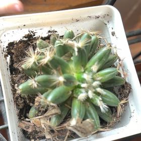 Photo of the plant species Missouri Foxtail Cactus by @AwakeChinarose named Fernie Mac on Greg, the plant care app