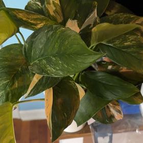 Photo of the plant species Monstera lechleriana 'Variegata' by @AwakeChinarose named Orlando Bloom on Greg, the plant care app