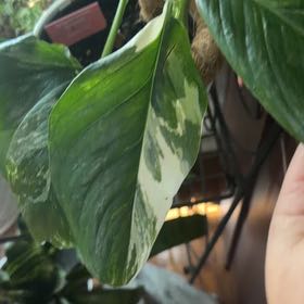Photo of the plant species Monstera lechleriana 'Variegata' by @AwakeChinarose named James Dean on Greg, the plant care app