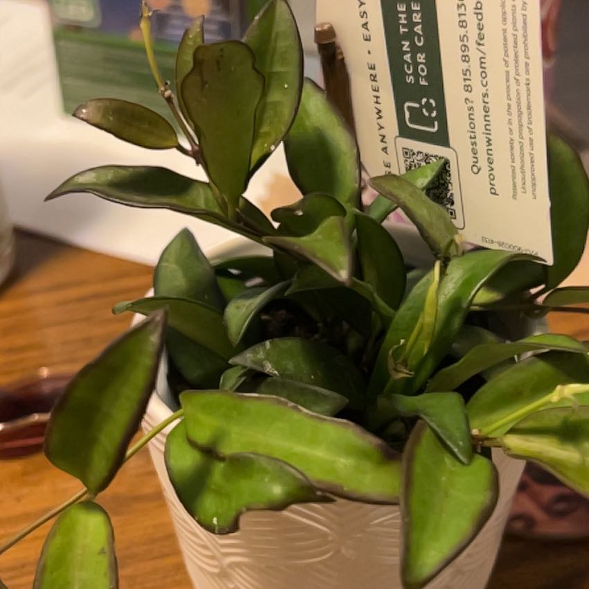 Photo of the plant species Hoya Hybrid by @peachthestrange named Delilah on Greg, the plant care app