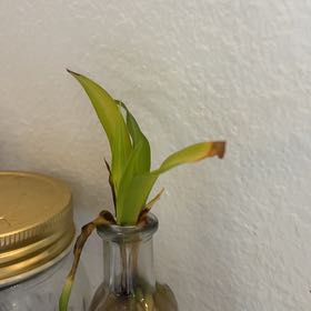 Photo of the plant species Hawaiian Spider Plant by @peachthestrange named Marilyn on Greg, the plant care app