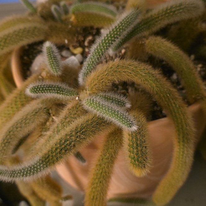 Photo of the plant species Rat Tail by @GabbiGrows named Elle on Greg, the plant care app