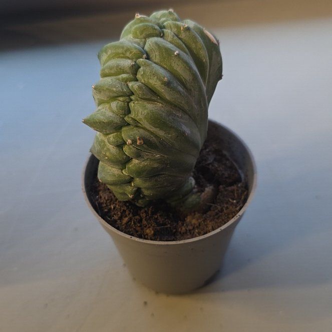 Photo of the plant species Crested Monstrose San Pedro Cactus by @GabbiGrows named Wall-E on Greg, the plant care app