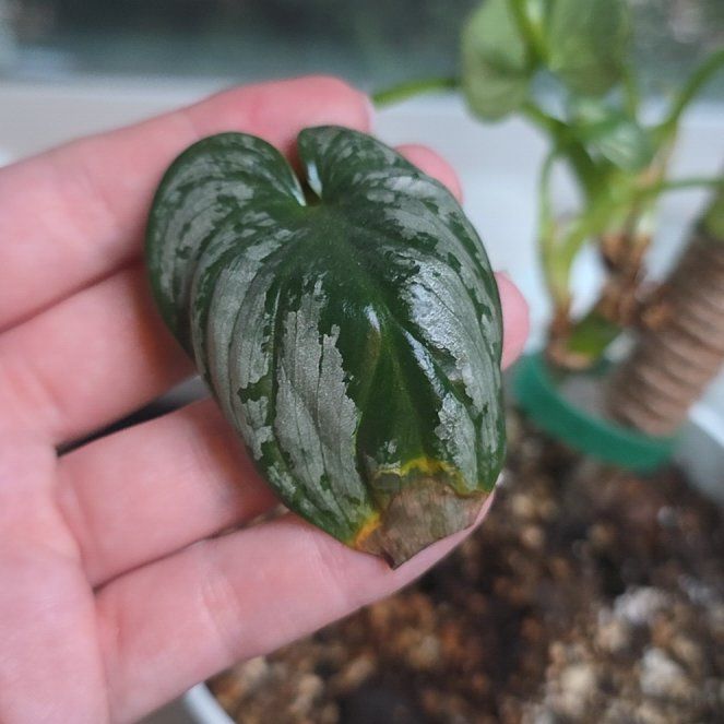Photo of the plant species Philodendron 'Silver Cloud' by @GabbiGrows named Einstein on Greg, the plant care app